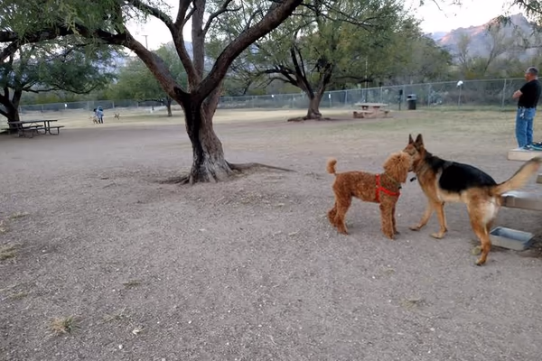 Dog Park at Brandi Fenton Memorial Park photo 1